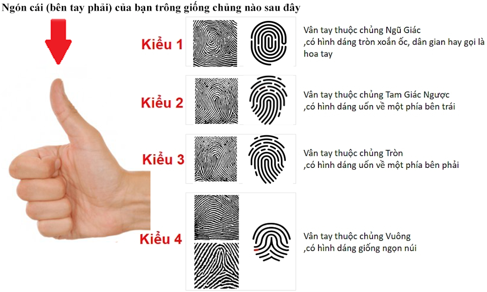 Ngón cái (bên tay phải) của bạn trông giống chủng vân nào sau đây?